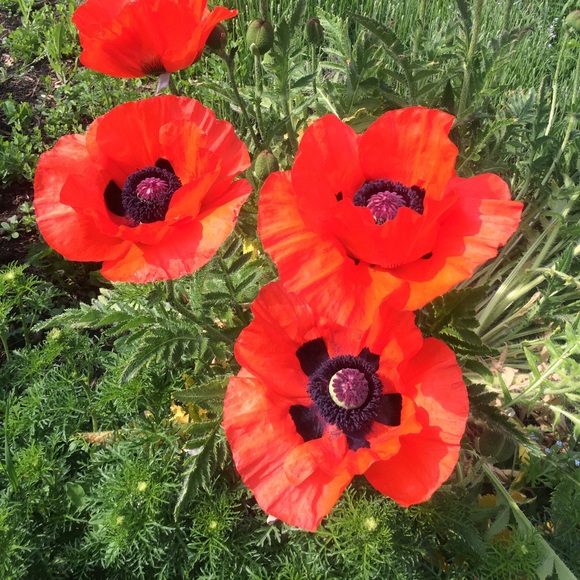 FREE or discounted shipping - Picture 1 of 1